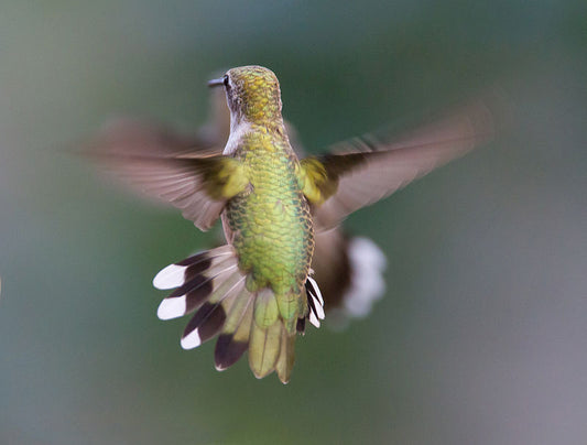 Hummingbird In Flight